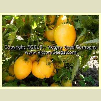 Dwarf Lemon Ice Tomato - Image 2