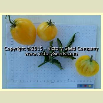 Dwarf Lemon Ice Tomato - Image 3