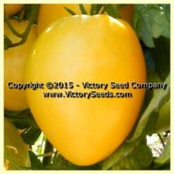 Dwarf Lemon Ice Tomato