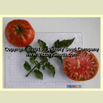 Dwarf Mahogany Tomato - Image 3