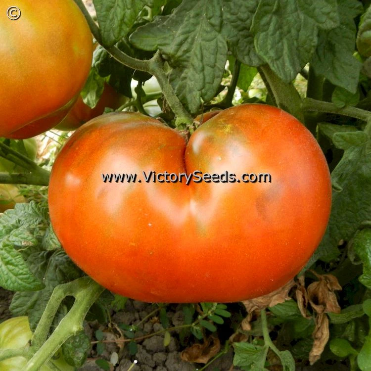 Dwarf Mahogany Tomato - Image 4