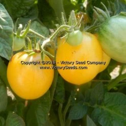 Dwarf Mandurang Moon Tomato