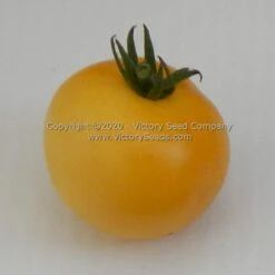 Dwarf Marong Moon Tomato