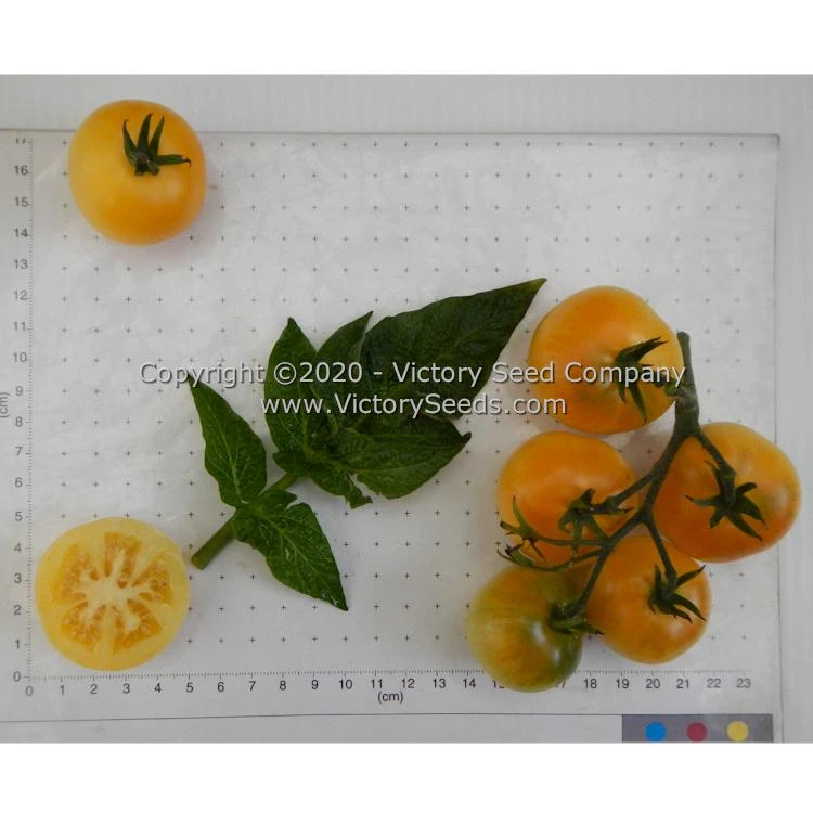 Dwarf Marong Moon Tomato - Image 4