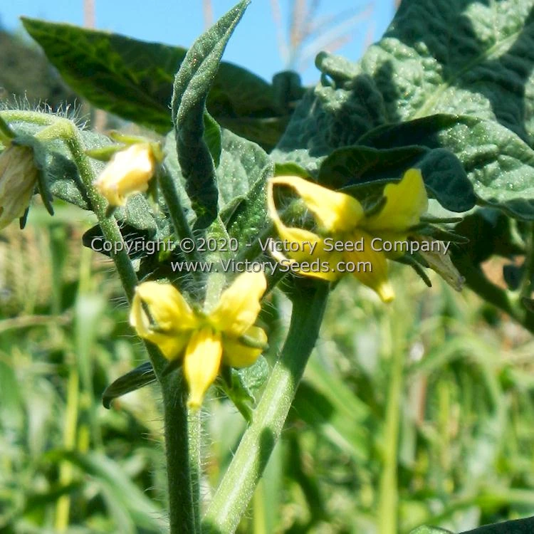 Dwarf Marong Moon Tomato - Image 7
