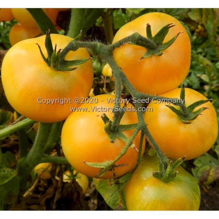 Dwarf Marong Moon Tomato - Image 5
