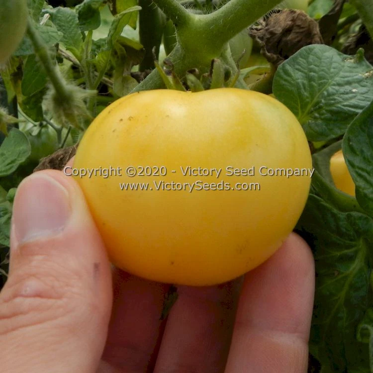 Dwarf Marong Moon Tomato - Image 6