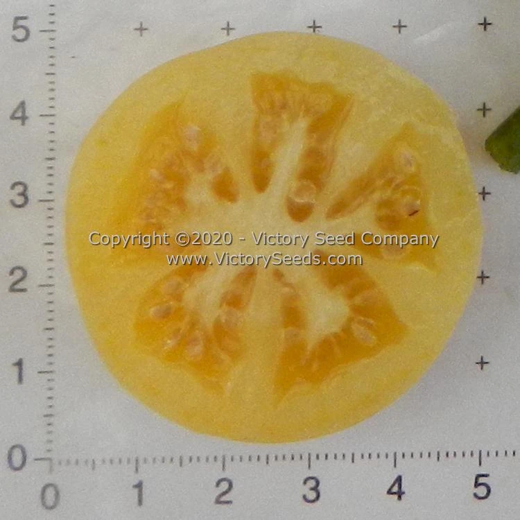 Dwarf Marong Moon Tomato - Image 2