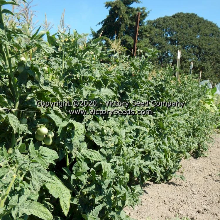 Dwarf Marong Moon Tomato - Image 3