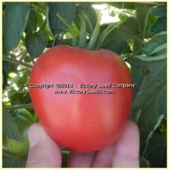 Dwarf Melanie's Ballet Tomato