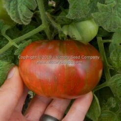 Dwarf Metallica Tomato