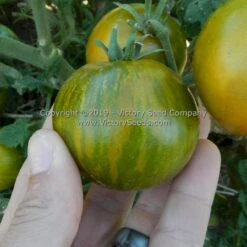 Dwarf Mint Streak Tomato