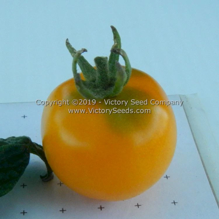 Dwarf Moby's Cherry Tomato