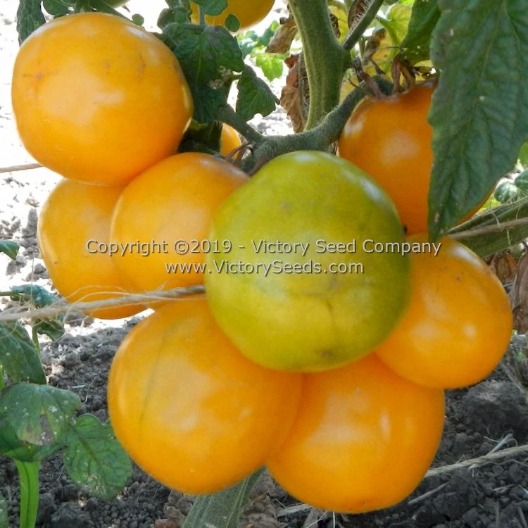 Dwarf Moby's Cherry Tomato - Image 6