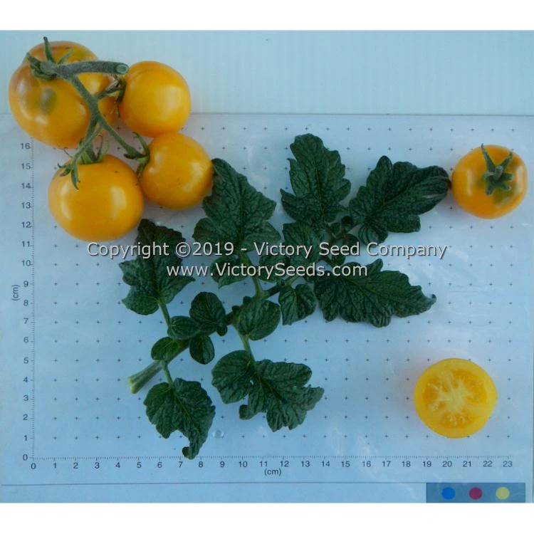 Dwarf Moby's Cherry Tomato - Image 5