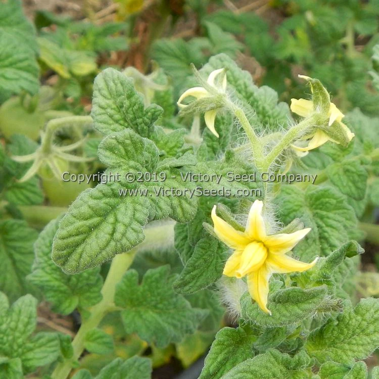 Dwarf Moby's Cherry Tomato - Image 7