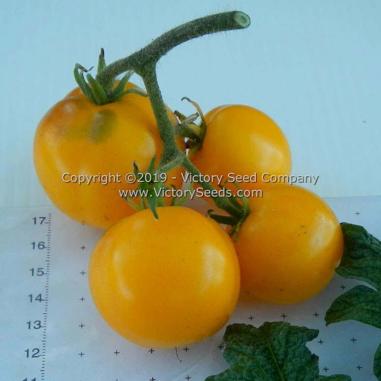 Dwarf Moby's Cherry Tomato - Image 4