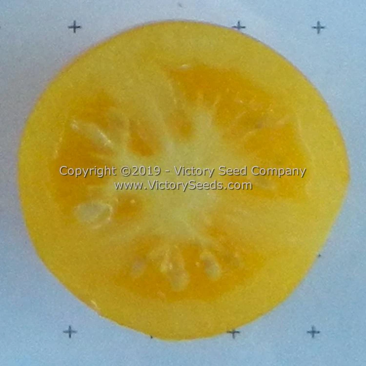 Dwarf Moby's Cherry Tomato - Image 2