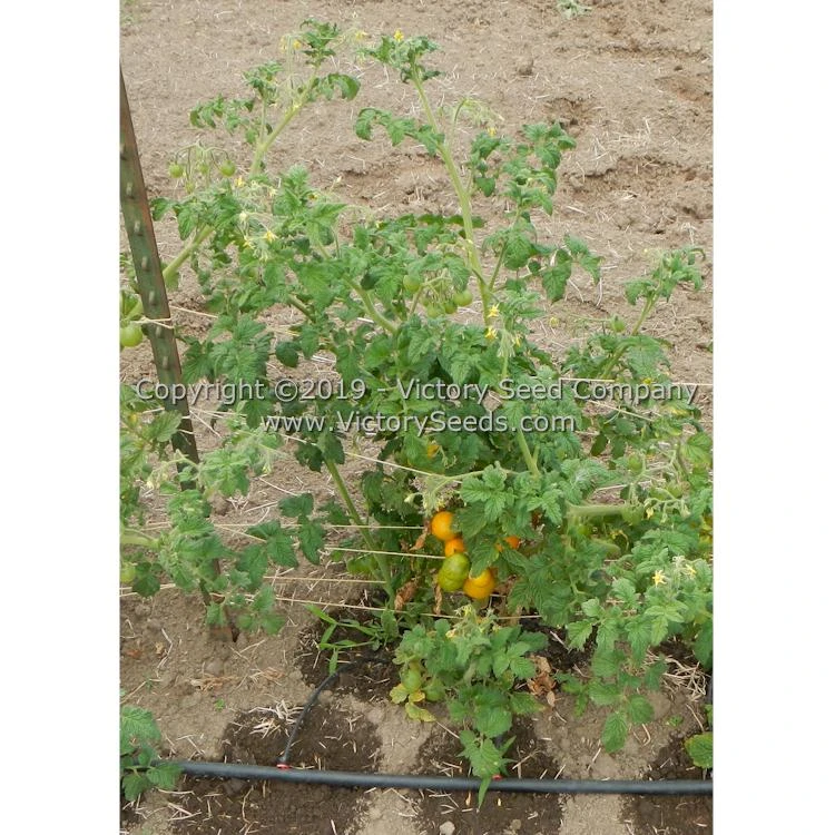 Dwarf Moby's Cherry Tomato - Image 3