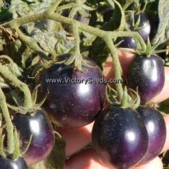 Dwarf Mocha's Cherry Tomato