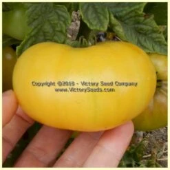 Dwarf Moliagul Moon Tomato