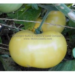 Dwarf Mr. Snow Tomato