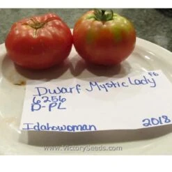 Dwarf Mystic Lady Tomato