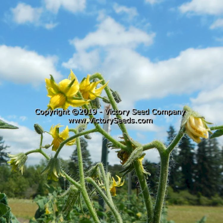 Dwarf Mystic Lady Tomato - Image 3