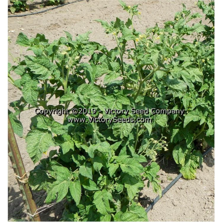 Dwarf Mystic Lady Tomato - Image 4