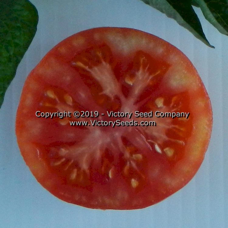 Dwarf Mystic Lady Tomato - Image 2