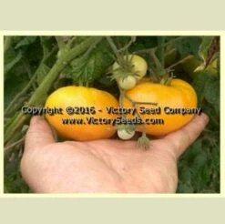 Dwarf Orange Cream Tomato