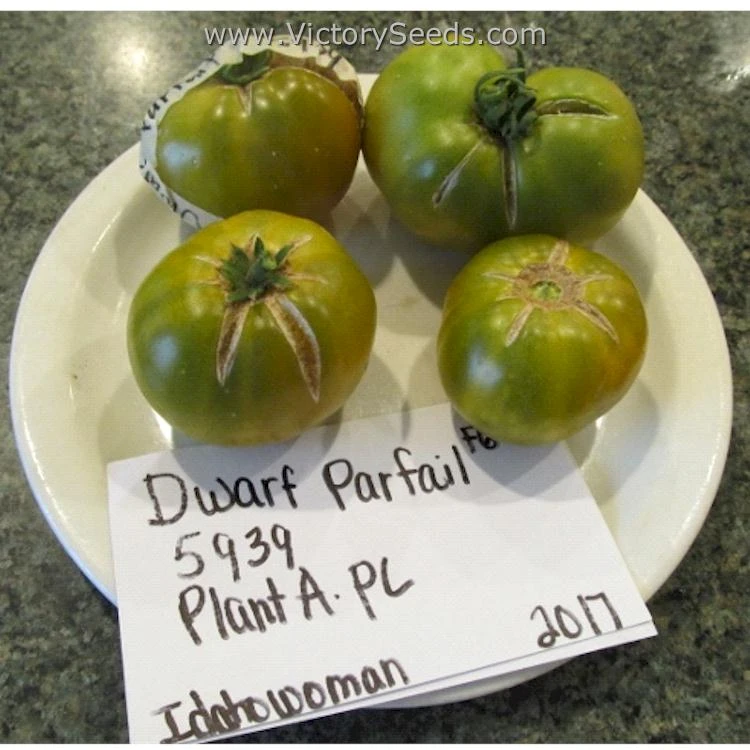 Dwarf Parfait Tomato - Image 2