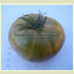 Dwarf Peppermint Stripes Tomato