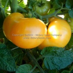 Dwarf Perfect Harmony Tomato