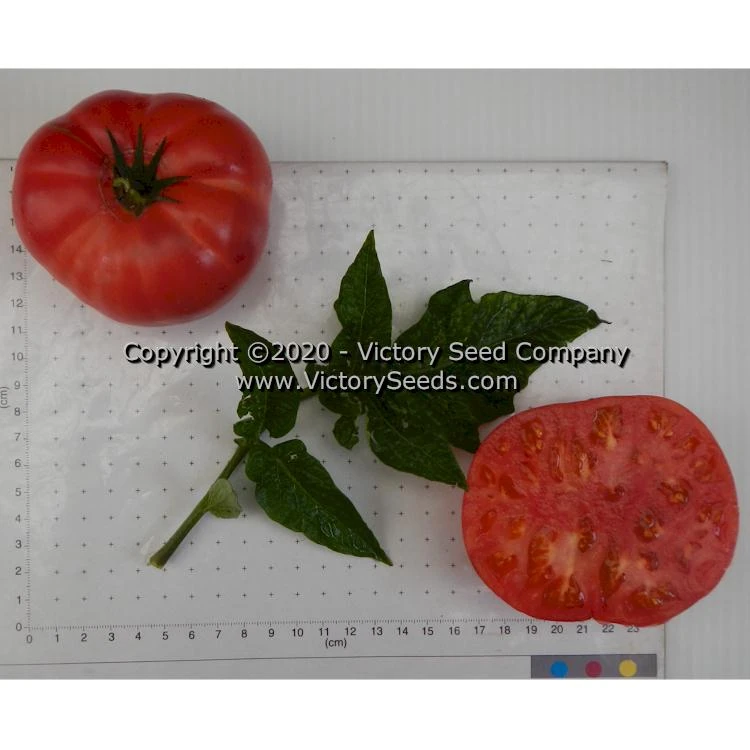 Dwarf Pink Livija Tomato - Image 4