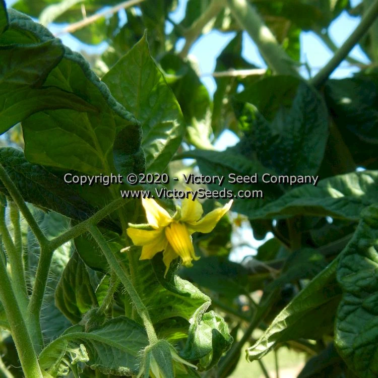 Dwarf Pink Livija Tomato - Image 5