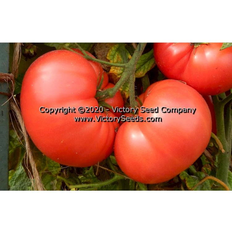 Dwarf Pink Livija Tomato