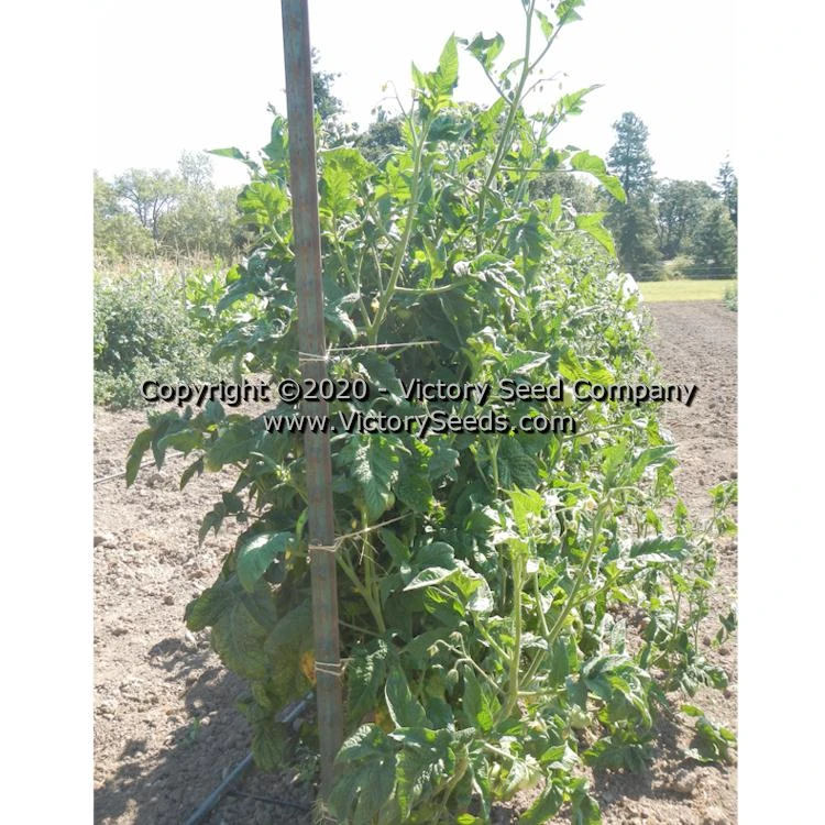 Dwarf Pink Livija Tomato - Image 3