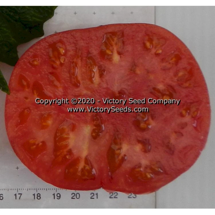Dwarf Pink Livija Tomato - Image 2