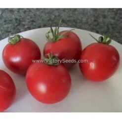 Dwarf Pink Opal Tomato