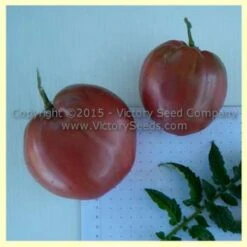 Dwarf Purple Heart Tomato