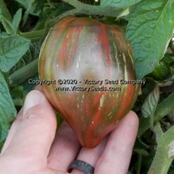Dwarf Purple Heartthrob Tomato