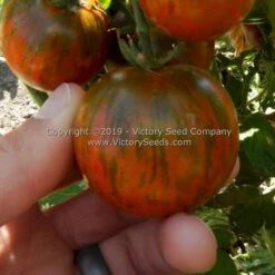 Dwarf Round Robin Tomato