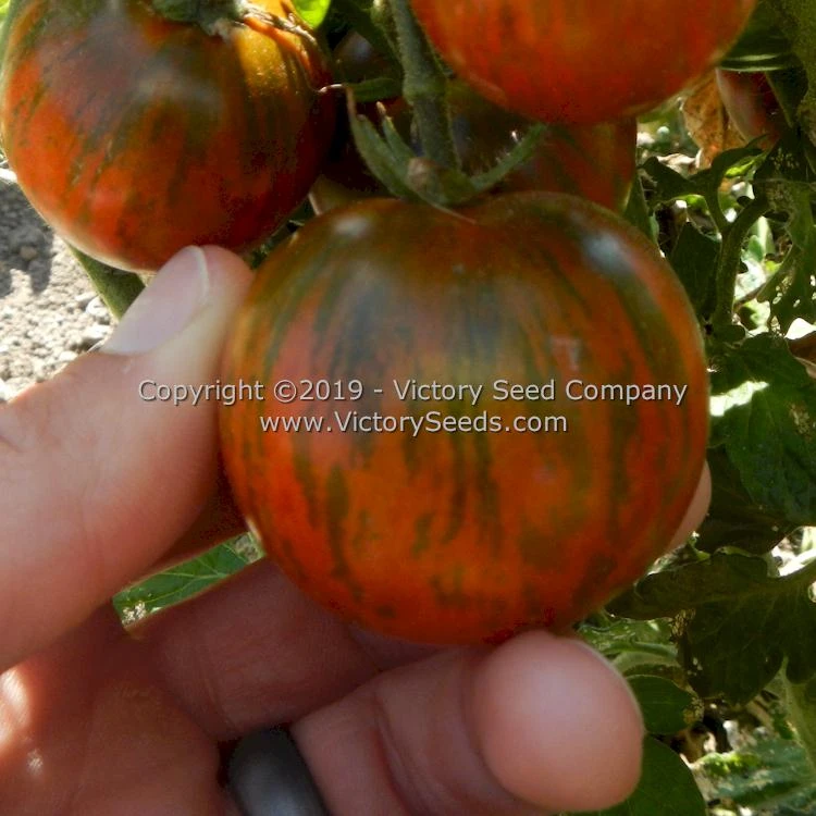 Dwarf Round Robin Tomato