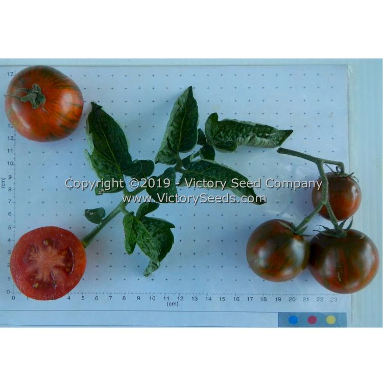 Dwarf Round Robin Tomato - Image 6