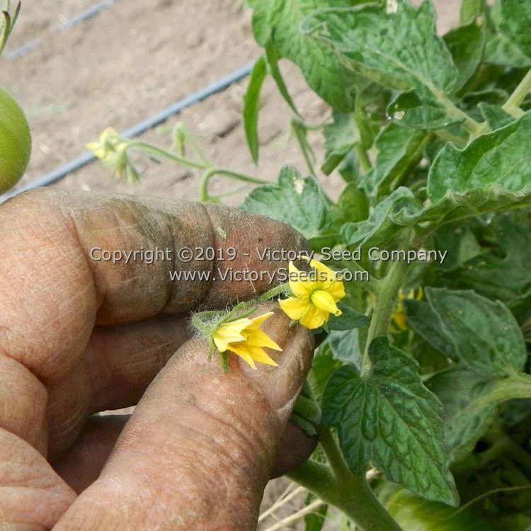 Dwarf Round Robin Tomato - Image 7