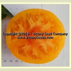 Dwarf Russian Swirl Tomato