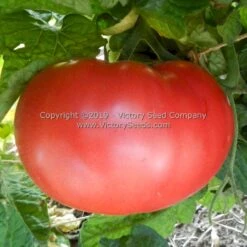 Dwarf Snakebite Tomato