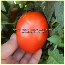 Dwarf Sneaky Sauce Tomato