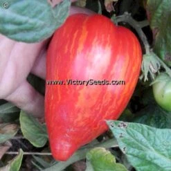 Dwarf Stony Brook Speckled Tomato